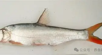 这也行？赛前犹他爵士备战亚冠风云突变夏洛特黄蜂窗口期强势反弹，圣安东尼奥马刺今晨调整名单的简单介绍